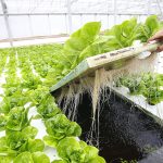 Aquaponics