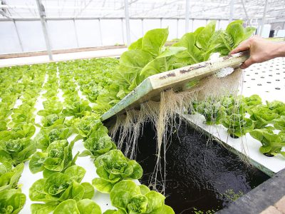 Aquaponics